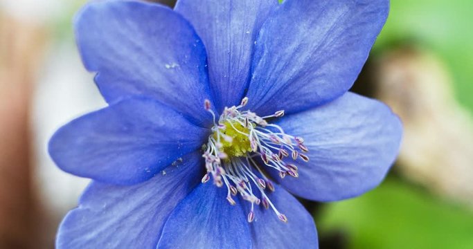 Flower Macro Liverleaf