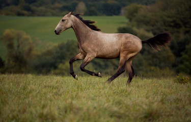 young brown horse running on meadow by the sunset