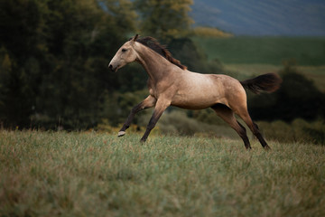 Fototapeta na wymiar young brown horse running on meadow by the sunset 
