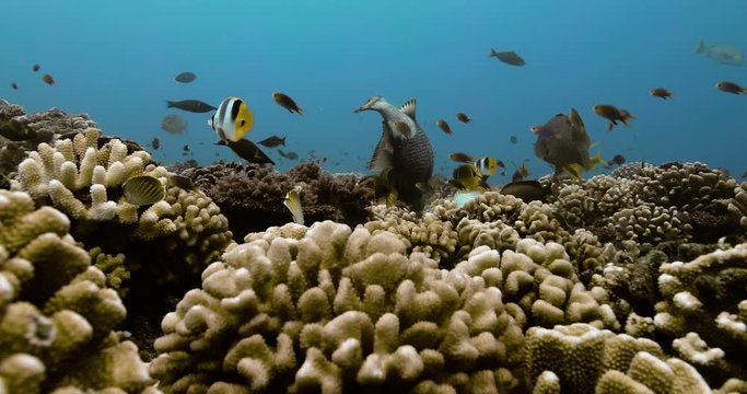 Underwater view of titan triggerfish in the Pacific. Marine life with fishes near coral reef in the Ocean. Diving in the clear water 4K