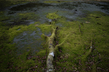 Swamp in the forest