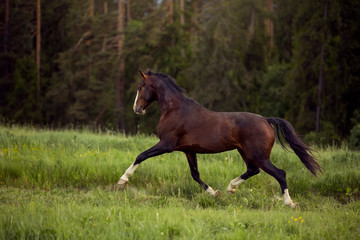 young brown horse running on meadow by the sunset