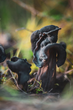 Helvella Leucopus