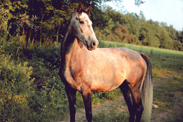 Obraz na płótnie Canvas beautiful and elegant grey horse portrait by the sunset