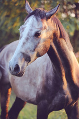 beautiful and elegant grey horse portrait by the sunset