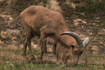 Fototapeta premium fauna