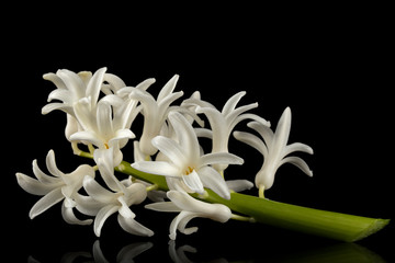 White flower of hyacinth, isolated on black background