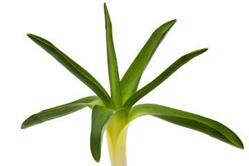 Green leaves of hyacinth flower, isolated on white background