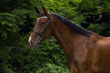 Fototapeta premium beautiful brown horse with black mane and with bridle standing in forest 