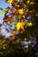 Stunning autumn colours in maples leaves