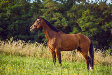 Fototapeta premium beautiful brown horse with black mane and with bridle standing in forest 