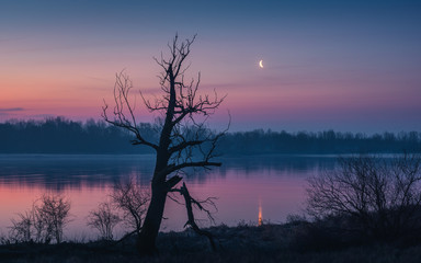 Fototapeta na wymiar Tree on the Vistula on a moonlit night near Konstancin-Jeziorna, Poland