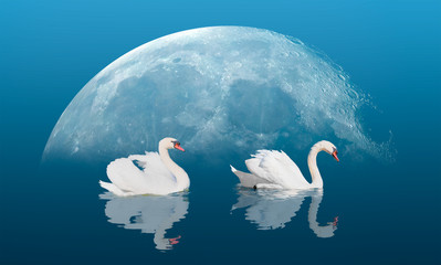 A pair of swans with reflection on the water under full moon 