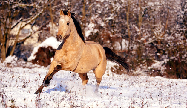 buckskin quarter horse gallops through snowy field