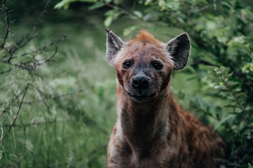 Hyena South Africa