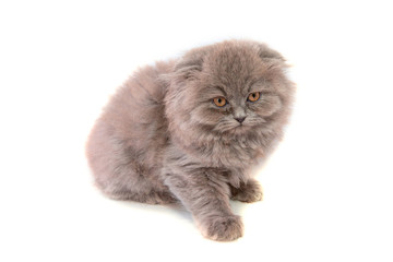 Small Scottish straight gray kitten sitting isolated wahite background
