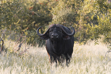 Buffalo South Africa