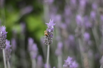 lavanda