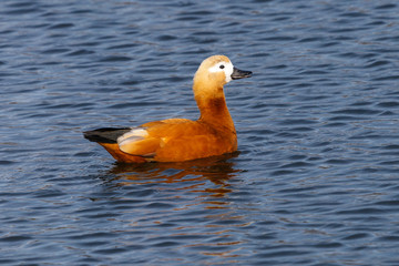Ruddy shelduck. Brahminy duck. Orange duck floats on a blue lake
