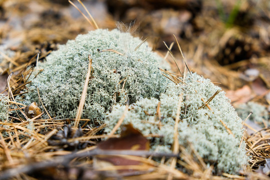 Lichen moss Cladonia rangiferina in the autumn pine forest. Close-up.