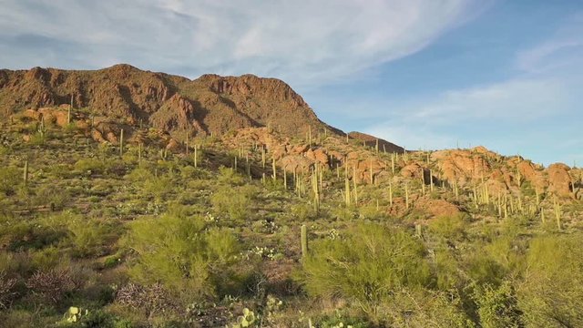 Beautiful green saguaro plants growing by a rocky mountain in the Tucson Mountain Park in Arizona - wide pan