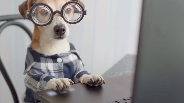 dog looking to computer screen. Freelancer working from home. Watching movie from laptop. Video footage. Stay at home.  Freelancer work from home during quarantine Social distancing lifestyle.