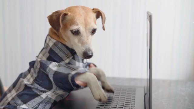 smart funny dog typing on laptop keyboard. work from home. freelancer lifestyle. stay home. funny pet using computer. quarantine isolation