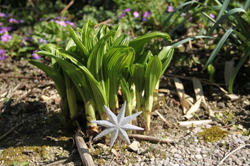 Green spring leaves hosta silver star