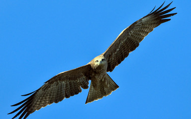 Milvus migrans (Black Kite), Crete