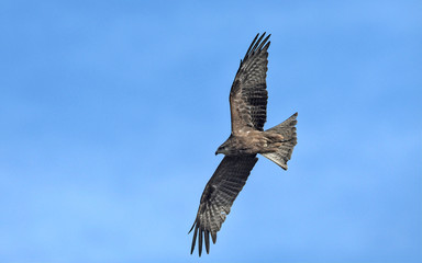 Milvus migrans (Black Kite), Crete