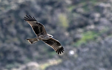 Milvus migrans (Black Kite), Crete
