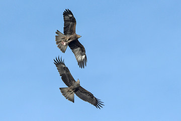 Milvus migrans (Black Kite), Crete