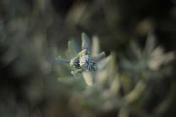 flora