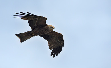 Milvus migrans (Black Kite), Crete