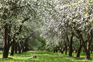 Plentifully the old apple-trees growing in a garden at ranks blossom. Under them a green lawn with...