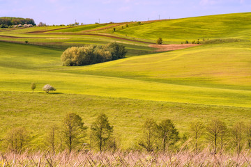 Spring sown rolling field