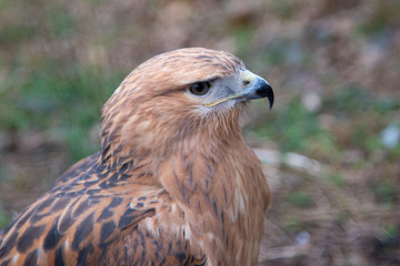 Buzzard buteo close up portrait raptor bird