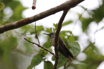 Emerald Green Hummingbird, Costa Rica