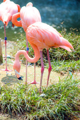 Pink Flamingo