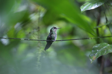 White - Bellied Mountain Gem Hummingbird, Costa Rica