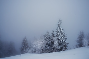 Fototapeta na wymiar Winter foggy snowy minimalism. Huge firs in the snow and snowy gray haze.