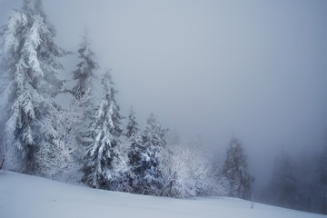 Winter foggy snowy minimalism. Huge firs in the snow and snowy gray haze.