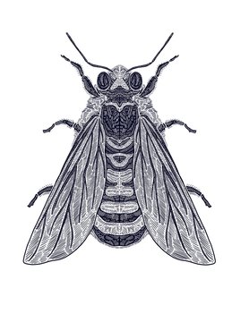 Bumble bee insect design