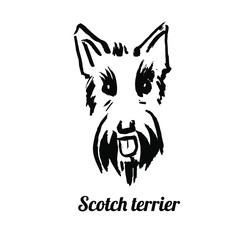 Vector line illustration of scotch terrier head isolated on white background for pet styling and grooming salon, avatar, logotype, store signboard, web site and book design.