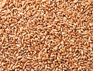 Grains of wheat background. The view from top