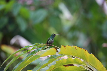 Rufous -Tailed Hummingbird, Costa Rica