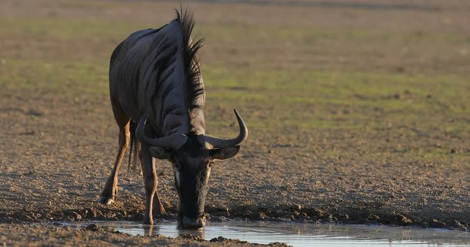 GNU drinking. Blue wildebeest, Connochaetes taurinus, on the meadow, big animal in the nature habitat in Botswana, Africa. Wildebeest near the river. Wildlife behaviour scene from nature.