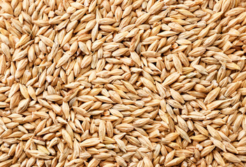 Barley grain background. The view from top