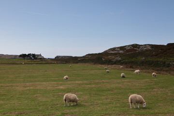 Colonsay