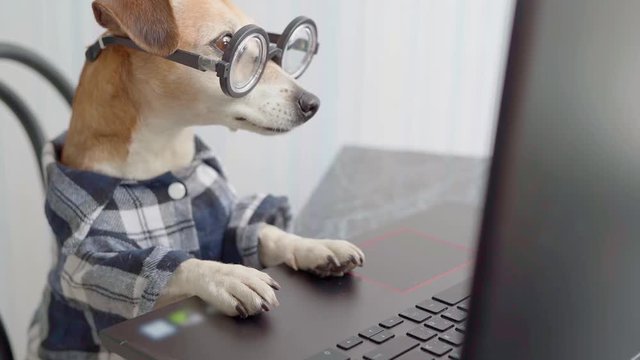 Smart dog using computer. Funny pet in nerd glasses typing on laptop keyboard. Freelancer lifestyle working from home. quarantine Social distancing. Vertical  video footage